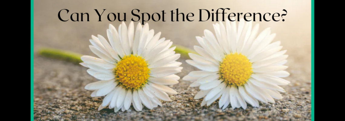 Can You Spot the Difference_ (1)